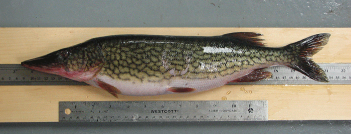 Chain Pickerel