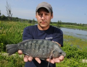 Nile Tilapia