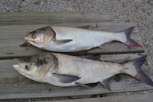 Silver and Bighead Carps