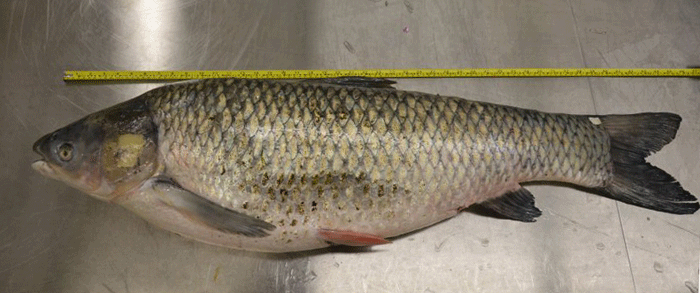 Grass Carp