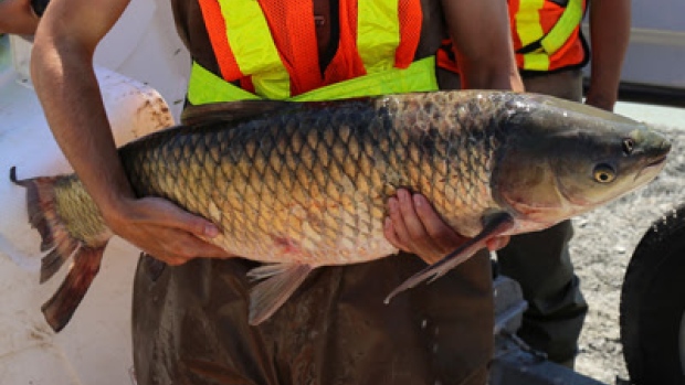 Grass Carp